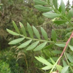 Schinus lentiscifolia (4)