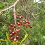 Schinus lentiscifolia (2)
