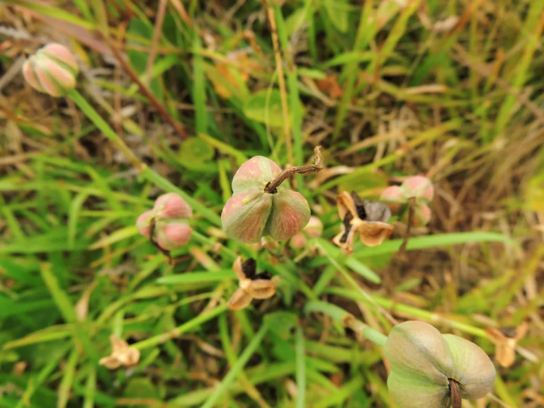 Zephyranthes robusta (42)