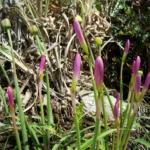 Zephyranthes robusta (38)