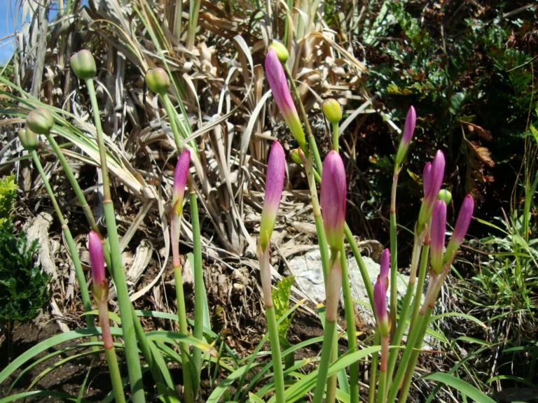 Zephyranthes robusta (38)