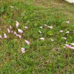 Zephyranthes robusta (34)