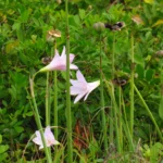 Zephyranthes robusta (33)