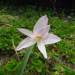 Zephyranthes robusta (27)