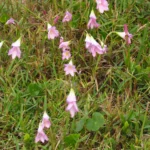 Zephyranthes robusta (24)