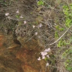 Zephyranthes robusta (23)
