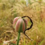 Zephyranthes robusta (22)