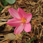 Zephyranthes robusta (11)