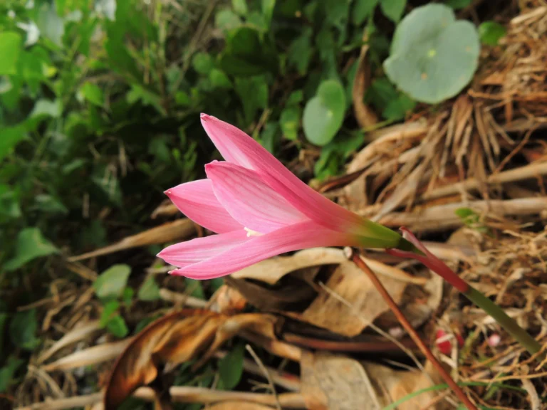 Zephyranthes robusta (9)