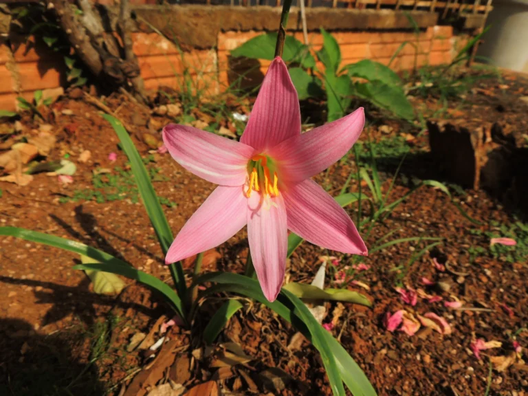Zephyranthes robusta (3)