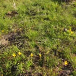 Zephyranthes lagesiana (8)
