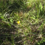 Zephyranthes lagesiana (4)