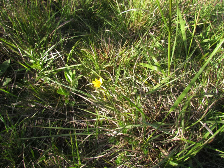 Zephyranthes lagesiana (4)