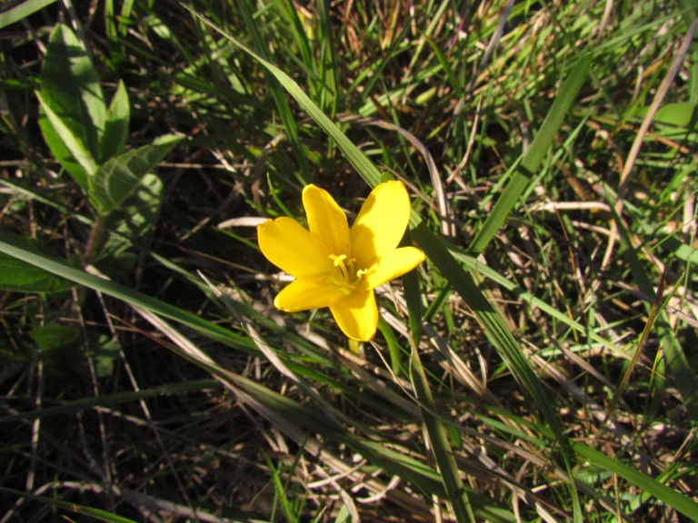 Zephyranthes lagesiana (1)