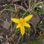 Zephyranthes flavissima (7)