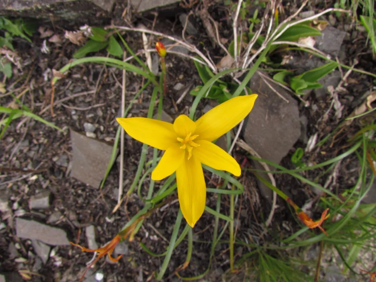 Zephyranthes flavissima (7)