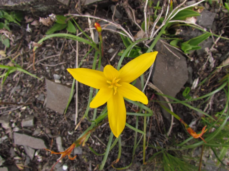Zephyranthes flavissima (8)