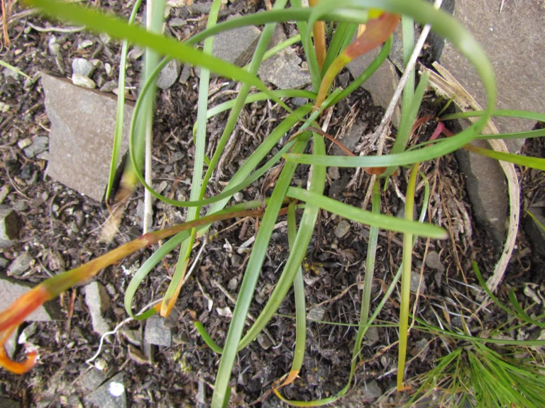 Zephyranthes flavissima (6)