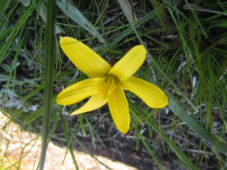 Zephyranthes flavissima (3)