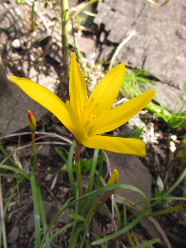 Zephyranthes flavissima (4)