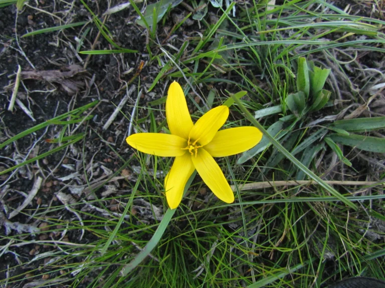Zephyranthes flavissima (2)