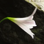 Zephyranthes blumenavia (10)