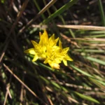 Nothoscordum montevidense (13)