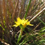 Nothoscordum montevidense (11)