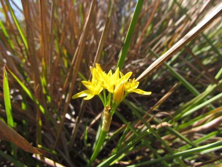 Nothoscordum montevidense (11)