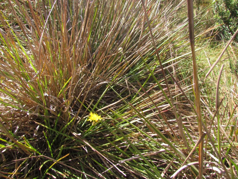 Nothoscordum montevidense (8)