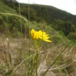 Nothoscordum montevidense (6)
