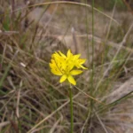 Nothoscordum montevidense (4)