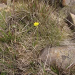 Nothoscordum montevidense (3)
