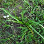 Nothoscordum bivalve (19)