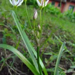 Nothoscordum bivalve (18)