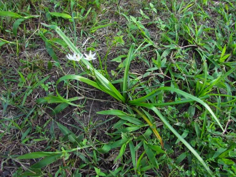 Nothoscordum bivalve (14)