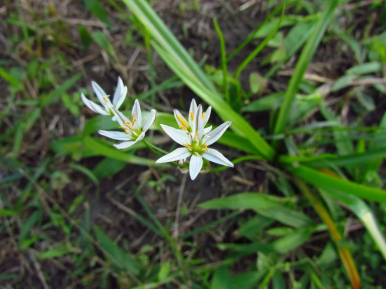 Nothoscordum bivalve (15)