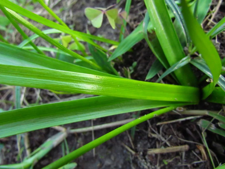 Nothoscordum bivalve (13)