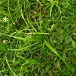 Nothoscordum bivalve (11)