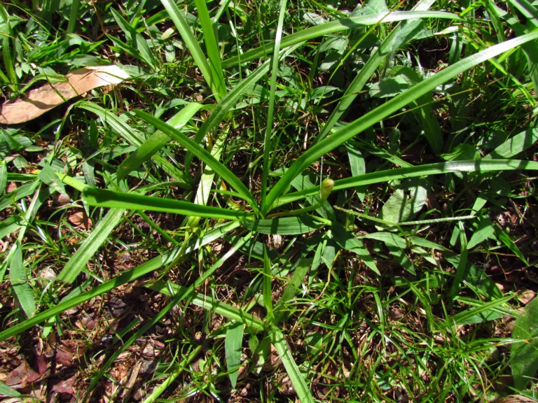 Nothoscordum bivalve (8)