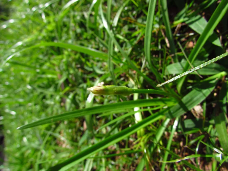 Nothoscordum bivalve (7)