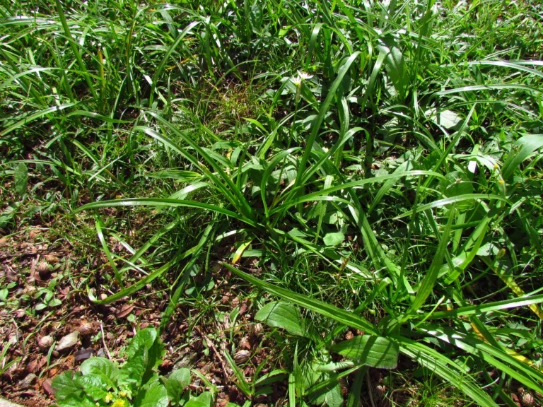 Nothoscordum bivalve (4)