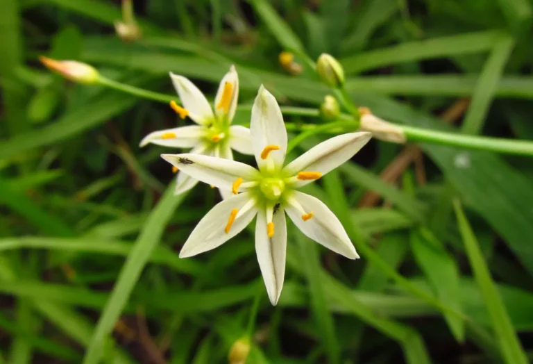 Nothoscordum bivalve (1)