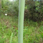 Hippeastrum vittatum (1)
