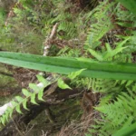 Hippeastrum glaucescens (18)