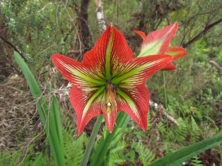 Hippeastrum glaucescens (13)