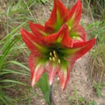 Hippeastrum glaucescens (10)
