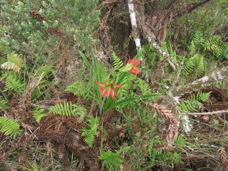Hippeastrum glaucescens (11)