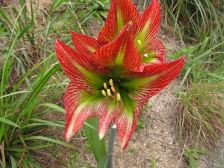 Hippeastrum glaucescens (6)