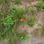 Hippeastrum glaucescens (2)
